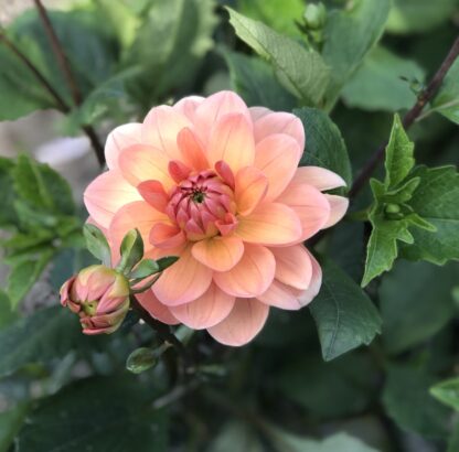 dahlia