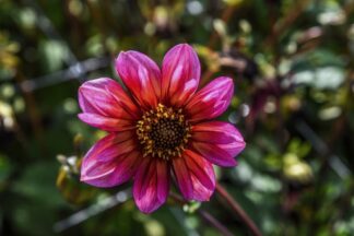 dahlia