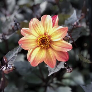 dahlia