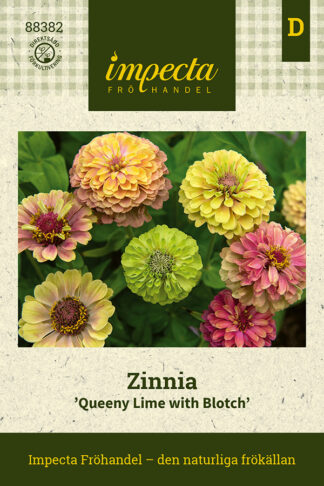 zinnia